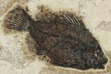 Two Fossil Fish (Cockerellites and Knightia) - Wyoming #203221-2